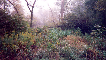 Photo of brush with a train trestle dimly viewed in the distance. The trestle is near Toledo Ohio and is a view we would have in the middle of the night.